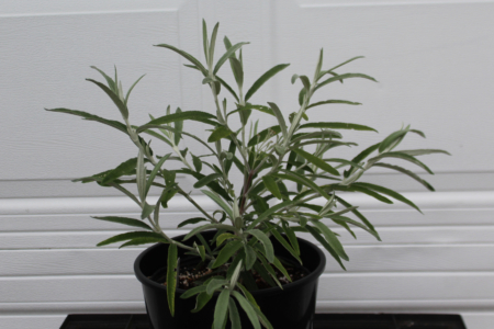 Buddleja knapii foliage