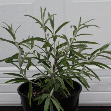 Buddleja knapii foliage