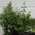 Philadelphus 'Avalanche' cuttings