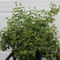 Avalanche Mock Orange plant