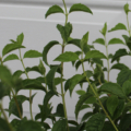 Philadelphus hybrid 'Avalanche'