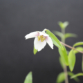 Desert Mountain Mock Orange flower