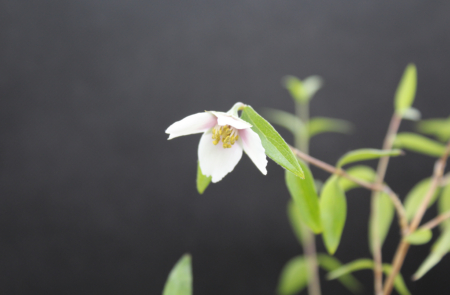 Desert Mountain Mock Orange flower