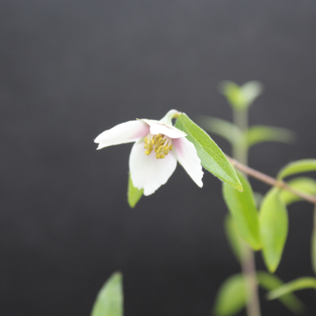 Desert Mountain Mock Orange flower
