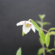 Desert Mountain Mock Orange flower