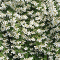Avalanche Mock Orange Flowers
