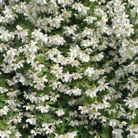 Avalanche Mock Orange Flowers