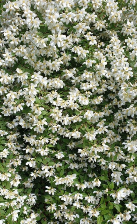 Avalanche Mock Orange Flowers