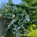 Philadelphus lewisii native Mock Orange unrooted cuttings