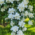 Wild Mock Orange flowers- Philadelphus lewisii