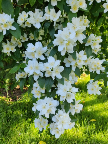 Wild Mock Orange flowers- Philadelphus lewisii