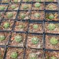 Horse Crippler Cactus