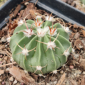 Cactus Horse Crippler rooted plant