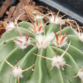 Hedgehog Cactus Echinocactus texensis
