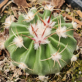 Echinocactus texensis plant