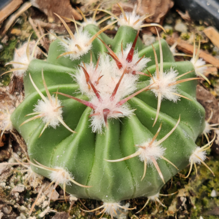 Echinocactus texensis plant