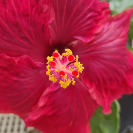 Black Dream Hibiscus flower