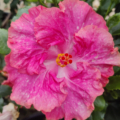Hibiscus rosa-sinensis  | Tropical Hibiscus 'Tres Bon' flower