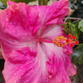 Hibiscus 'Tres Bon' plant