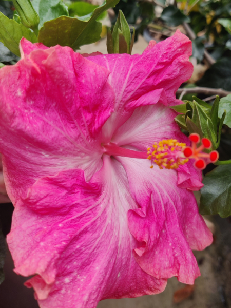 Hibiscus 'Tres Bon' plant