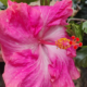 Hibiscus 'Tres Bon' plant