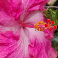 Hawaiian Hibiscus 'Tres Bon'