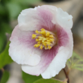 'Sybille' rare Pink Philadlephus variety