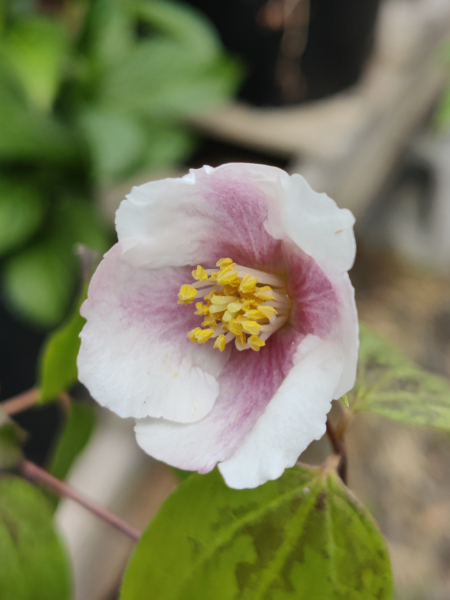 Philadelphus hybrid | Lemoine's Mock Orange 'Sybille' Pink flowers