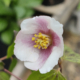 Philadelphus hybrid | Lemoine's Mock Orange 'Sybille' Pink flowers