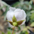Philadelphus Mock Orange 'Sybille'