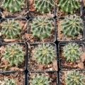 Hamatocactus setispinus | Strawberry Cactus