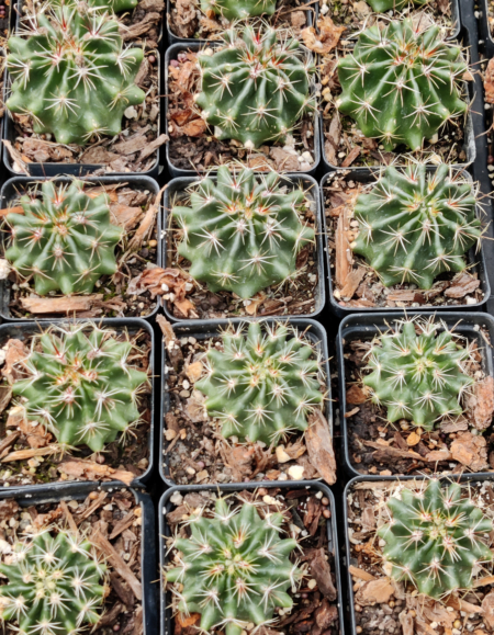 Hamatocactus setispinus | Strawberry Cactus