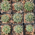 Hedgehog Cactus