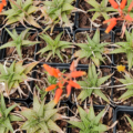 Firebird Aloe plant