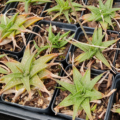 Aloe Firebird succulent