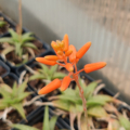Firebird Aloe flower
