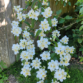 Lewis' Mock Orange flowers