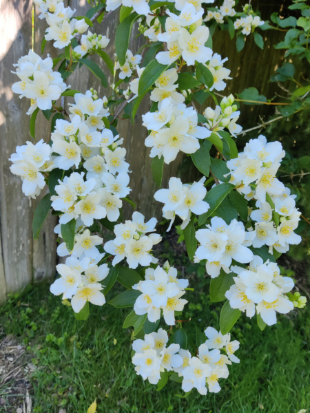 Wild Mock Orange rooted shrub