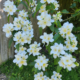 Wild Mock Orange rooted shrub