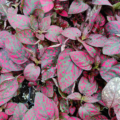 Hypoestes phyllostachya red
