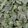 Hypoestes phyllostachya white