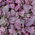 Hypoestes phyllostachya pink