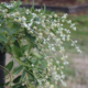 BUDDLEIA RACEMODSA flowers
