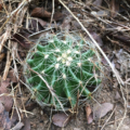 Thelocactus setispinus | Miniature Barrel Cactus