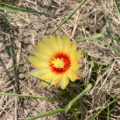 Miniature Barrel Cactus, also known as Hedgehog Cactus, Strawberry Cactus flower