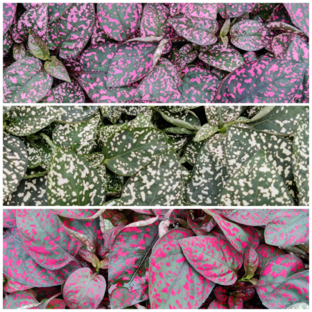 Polka Dot Plant bundle
