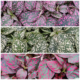 Polka Dot Plant bundle
