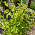 Variegated Mock Orange plant