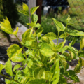 Philadelphus variegated