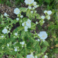 Mock Orange Variegata